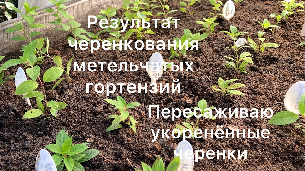 РЕЗУЛЬТАТ УКОРЕНЕНИЯ ЧЕРЕНКОВ МЕТЕЛЬЧАТЫХ ГОРТЕНЗИЙ. Пересаживаю укоренённые черенки.