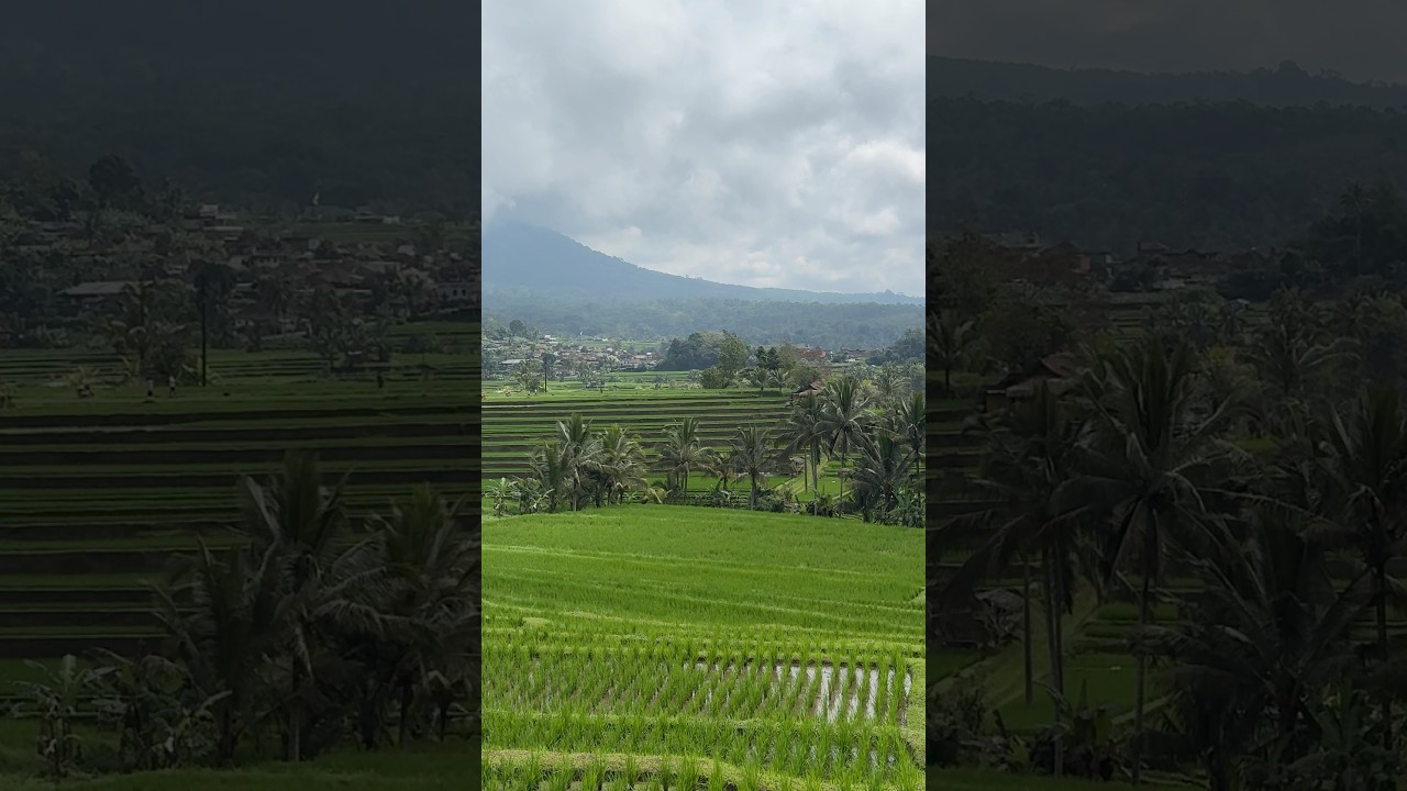 Jatiluwih rice terrace, Bali #bali #indonesia #riceterrace #rice #ricefields #jatiluwih