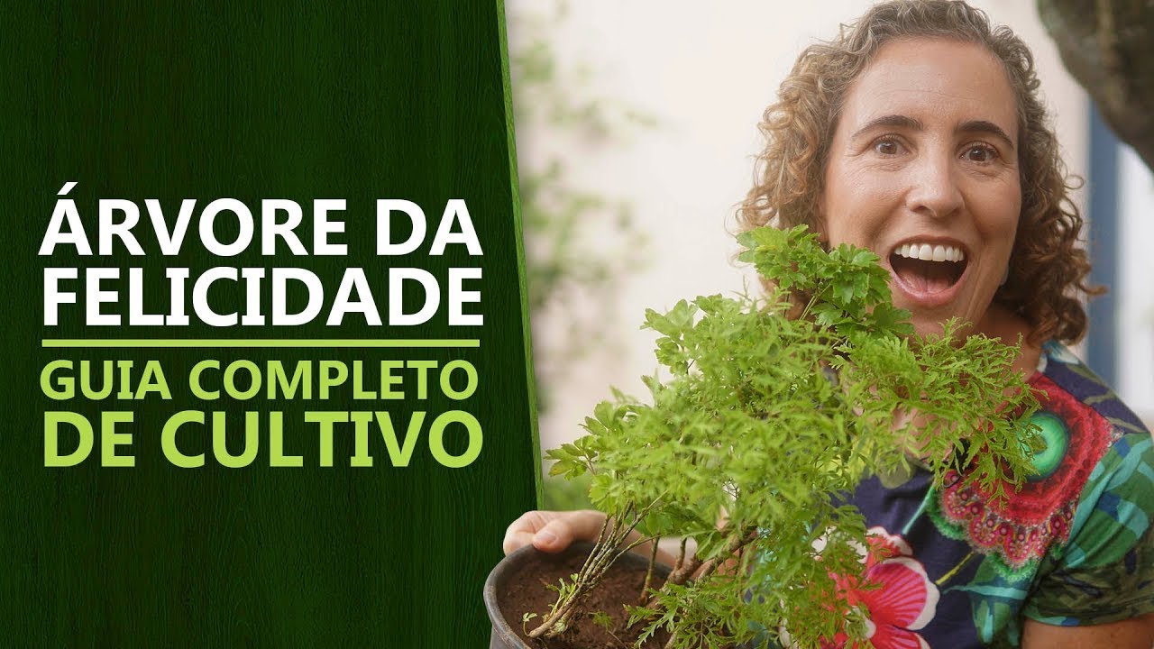 DICAS PARA DEIXAR SUA ÁRVORE DA FELICIDADE LINDA E SAUDÁVEL! | Nô Figueiredo