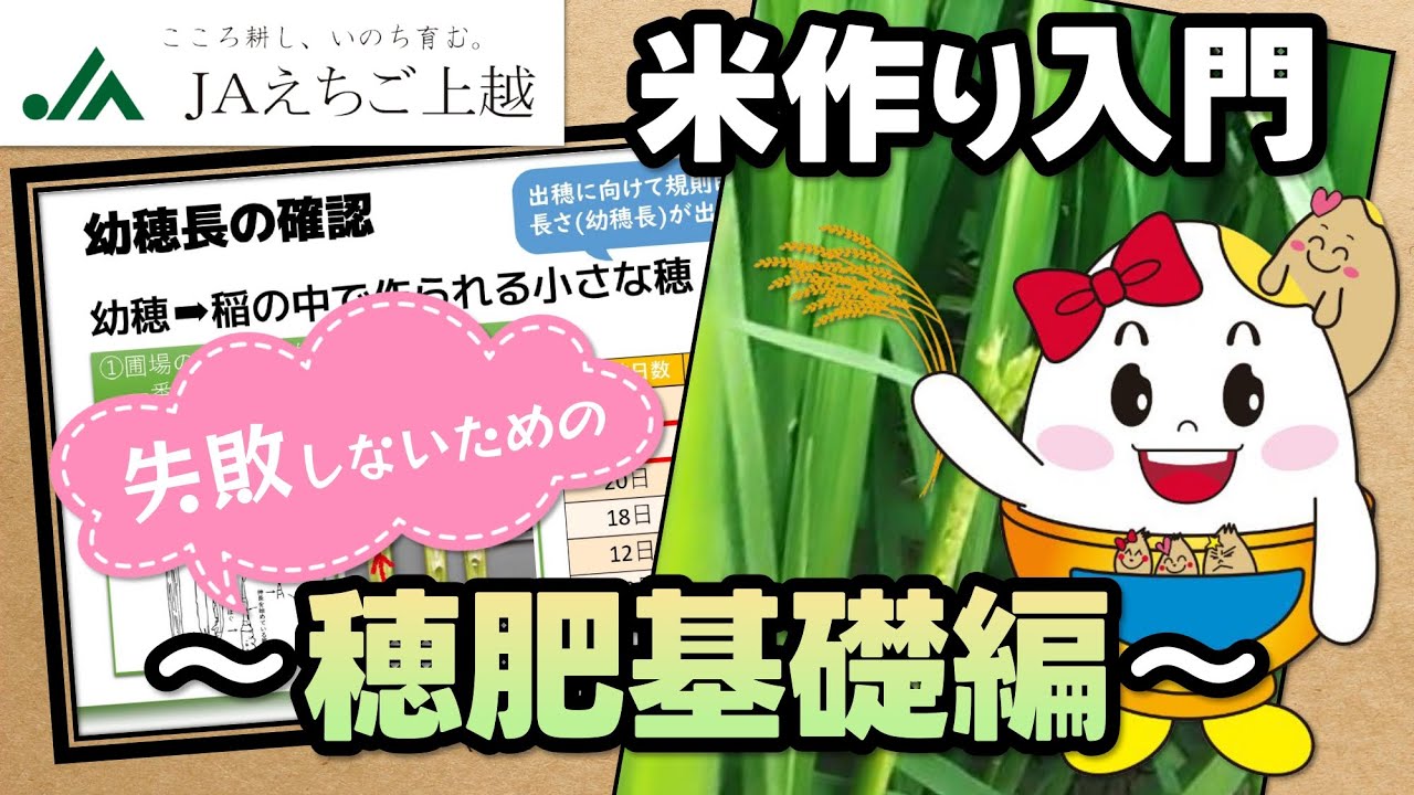 米作り入門～穂肥基礎編～