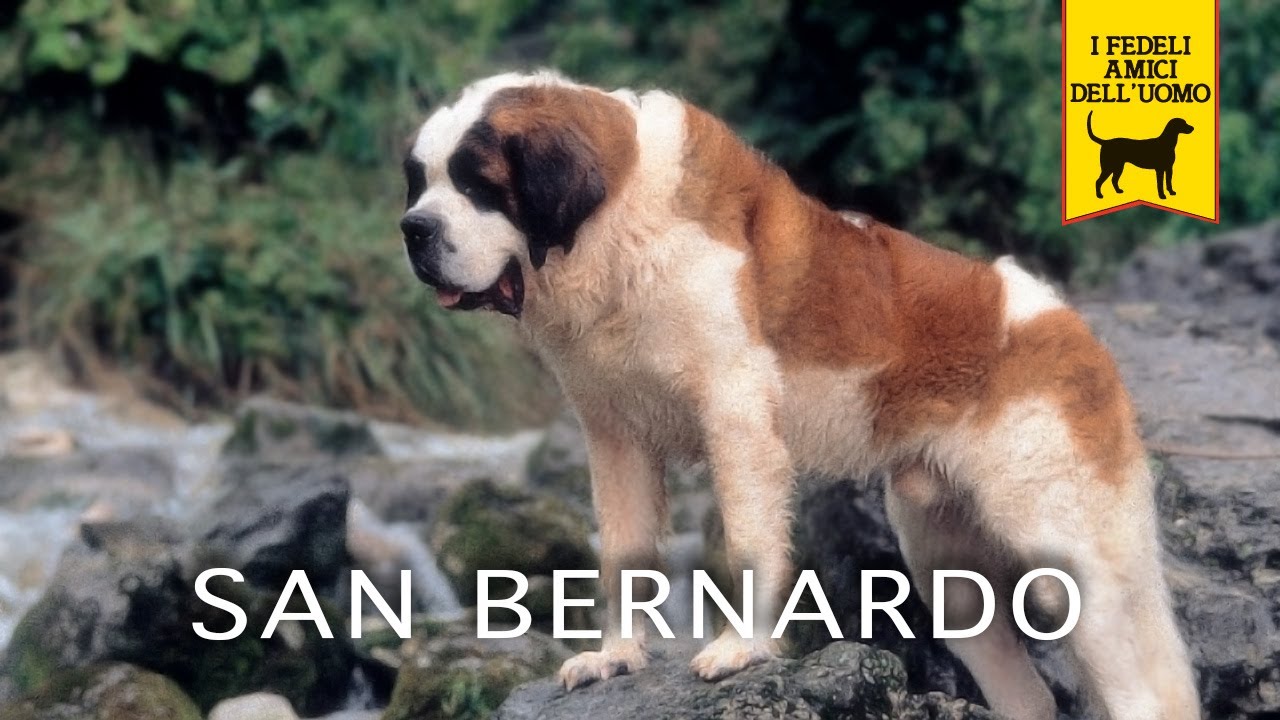 SAN BERNARDO trailer documentario