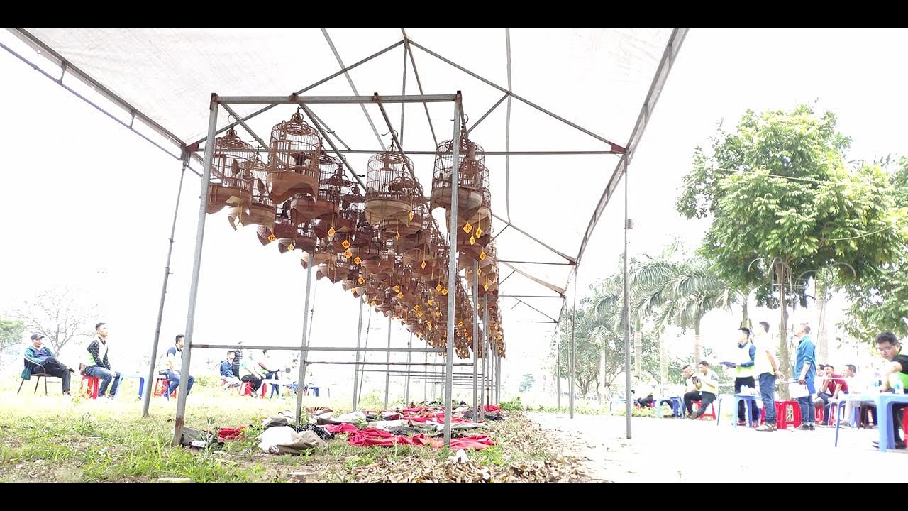 Chung Kết Hội Thi Họa Mi Hót Hải Dương 1/3/2020 - Giải top10 về với Cám Chim Đất Việt - 0908070555