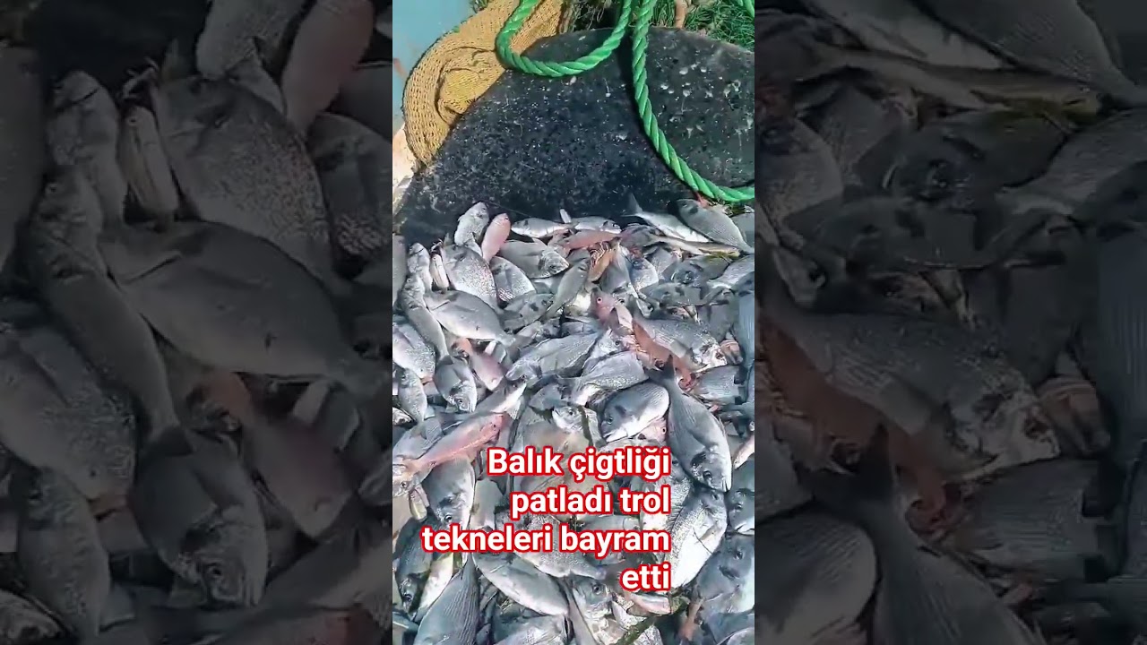 Denizde Kaos! Balık &Ccedil;iftliği Patladı, Troller Sardı!. Y&uuml;zbinlerce Balık Serbest, Peşinde Troller!