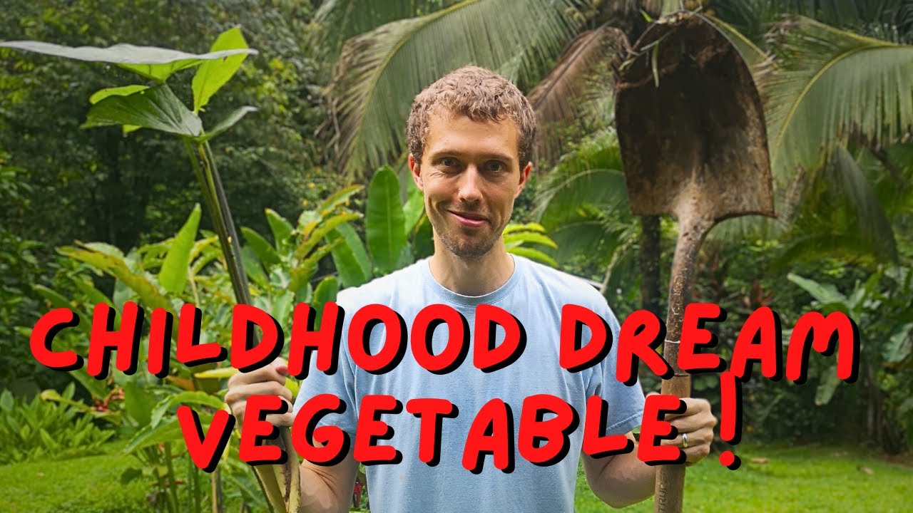 I found my childhood dream vegetable - Tannia Root - Costa Rica