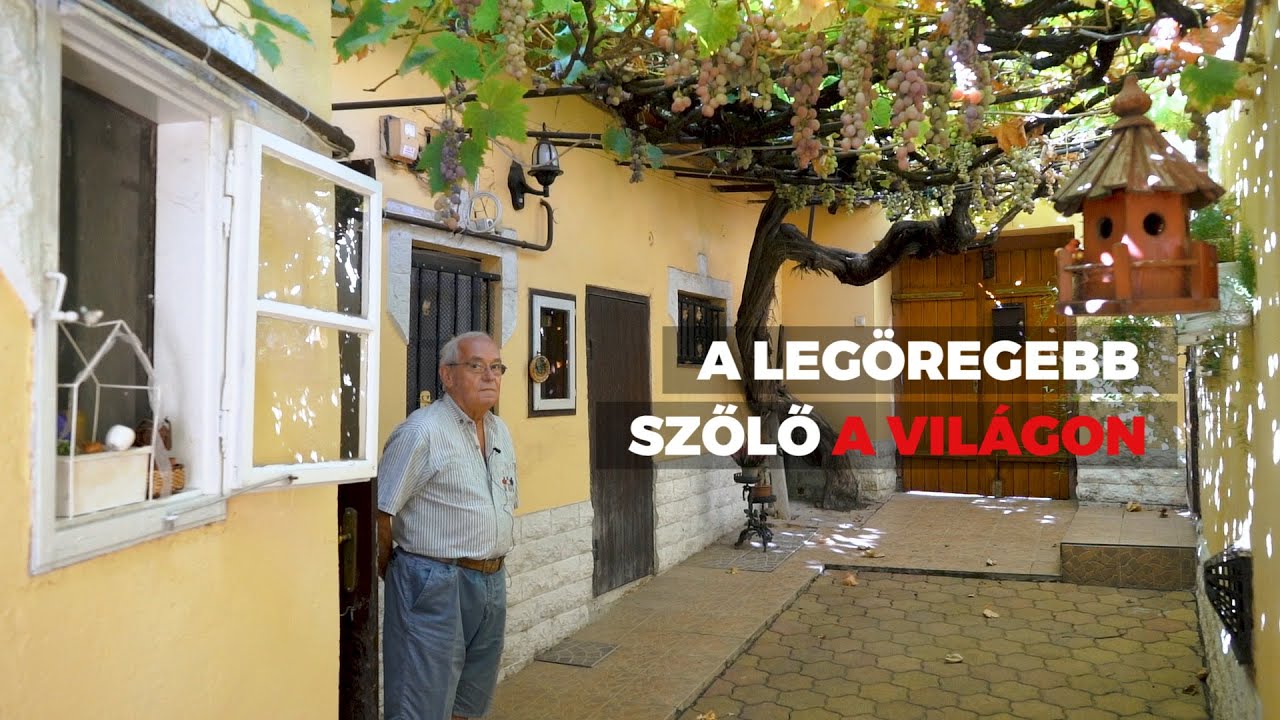 Pécsen található a világ legöregebb szőlője