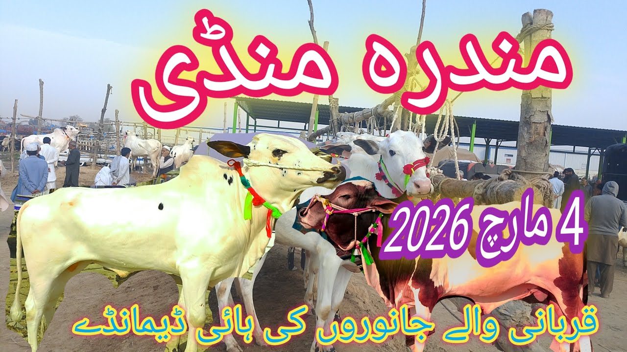 Mandra Mandi 4March2026|Mandra Mandi today update |Mandra Mandi latest 