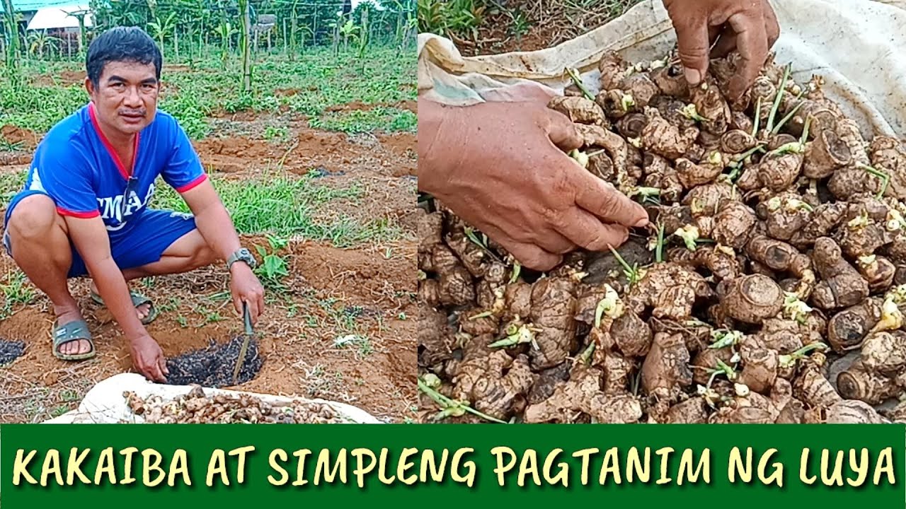 PAANO MAGTANIM NG LUYA | D' Green Thumb
