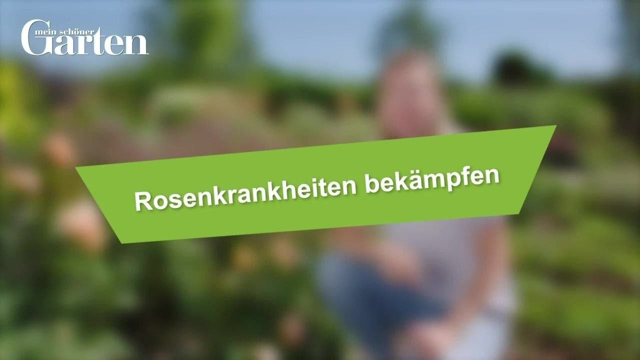 Gartentipp: Rosenkrankheiten bek&auml;mpfen - Tipps zur Vorbeugung und Behandlung