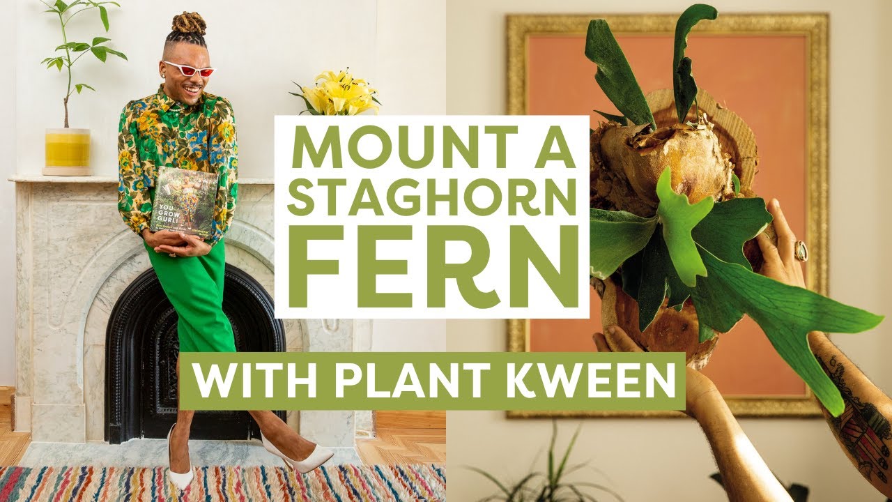 Mount A Staghorn Fern, With Plant Kween | House Plants 101