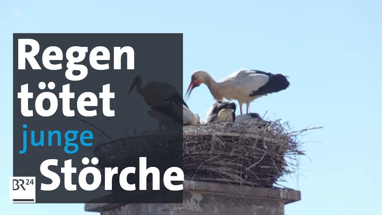 Vom Leben und Sterben der Störche: Starkregen tötet Storchenküken in Schwaben