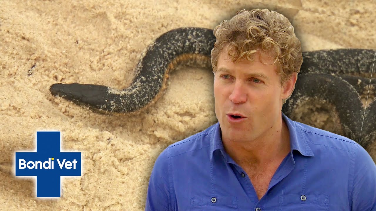Venomous Sea Snake Washed up on Bondi Beach! | Bondi Vet