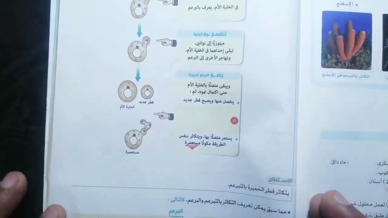 التكاثر الجنسي و التكاثر اللاجنسي الثالث الإعدادي 