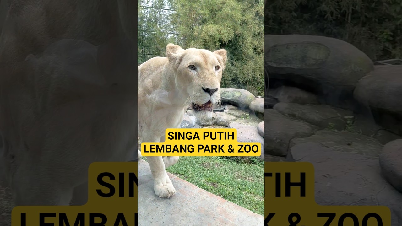 singa PUTIH LEMBANG PARK ZOO