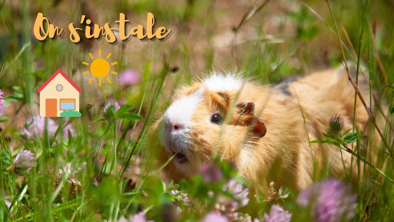Déménagement J3: On installe les animaux
