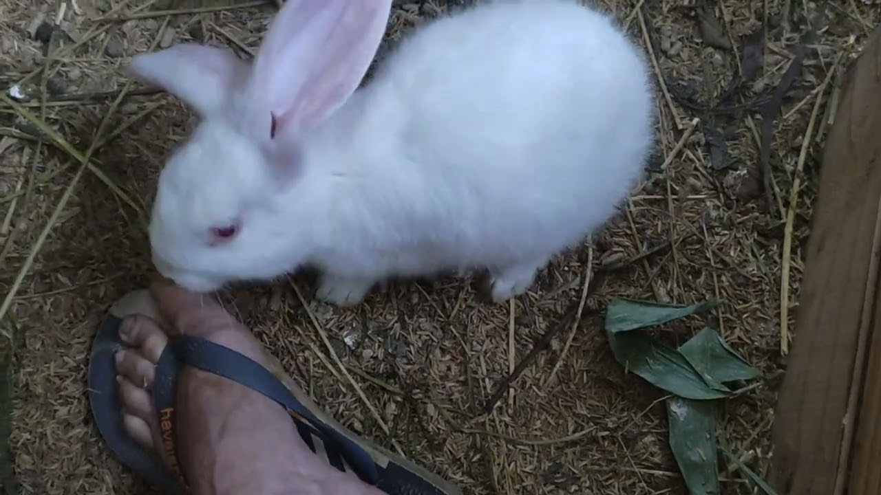 inflamação em ouvido de coelhos