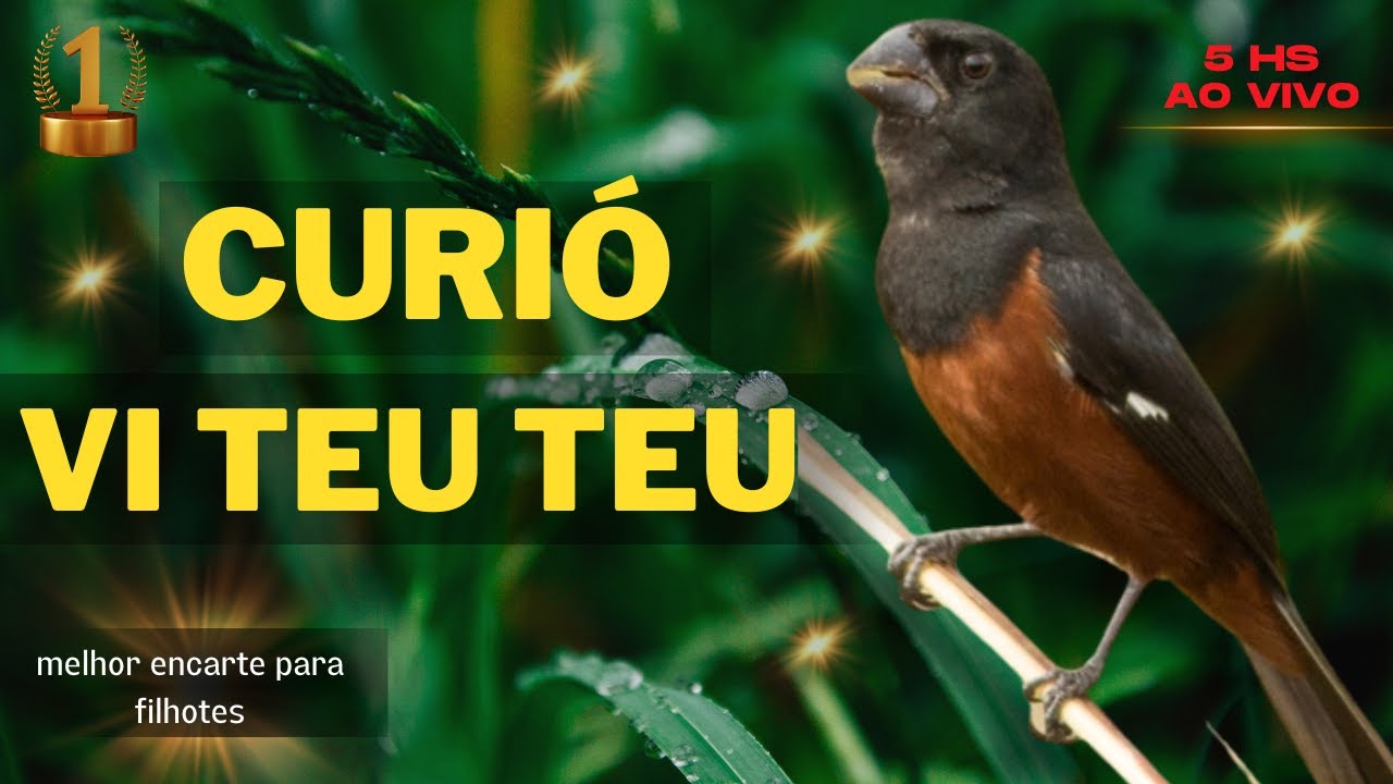 Canto de curió vi teu teu!