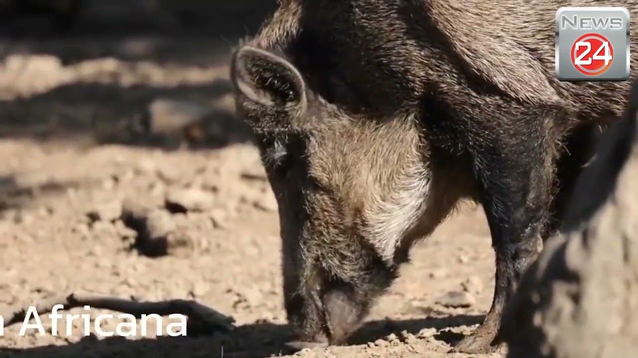 Regio Insubrica, riunione del gruppo sulla Peste Suina Africana
