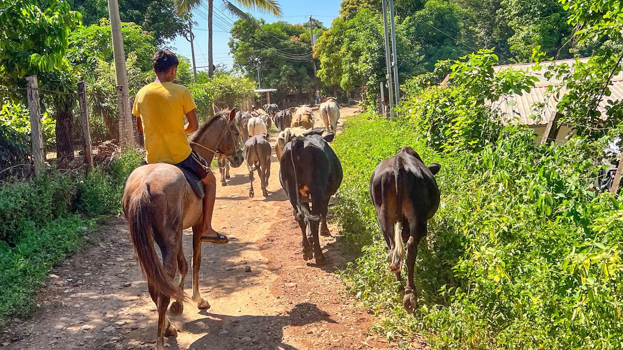 🐄😱Moviendo el ganado para la parcela las gyr no conocían el camino 😱🐄