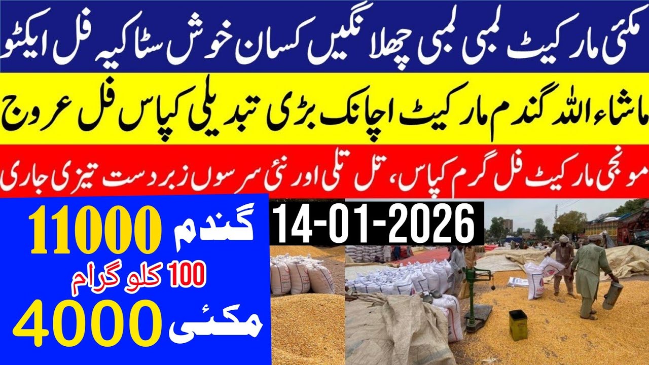 Today Wheat price in punjab//گندم کا ریٹ2026/munji makki till sarso/Galla mandi rate today 2026