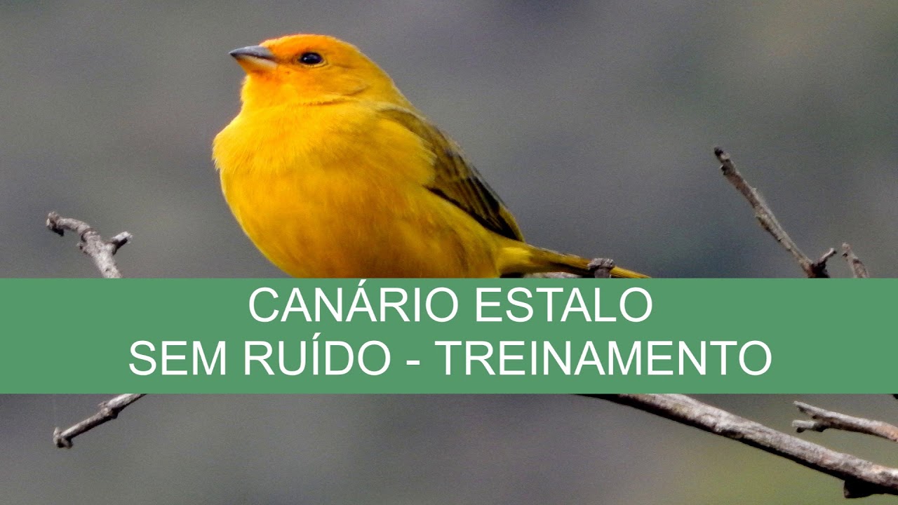 CANÁRIO ESTALO - TREINO - SEM RUÍDO