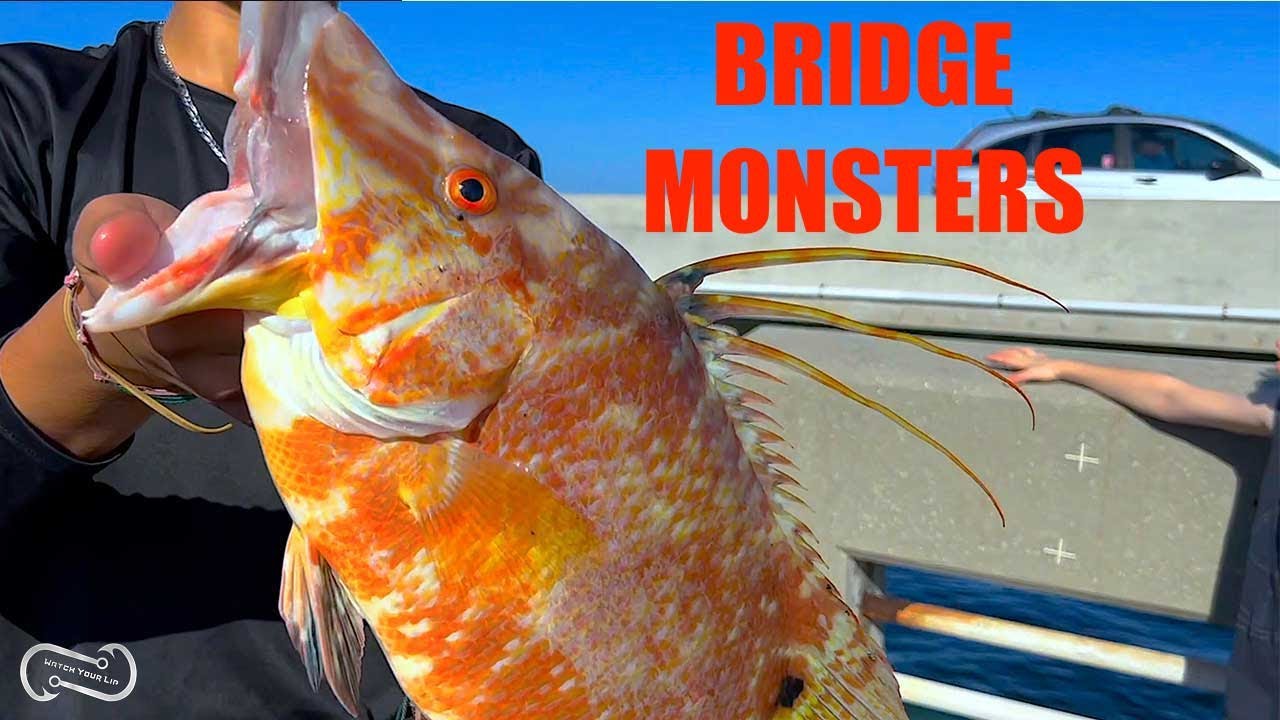 CATCHING BRIDGE MONSTERS ON LONG KEY BRIDGE  PERMIT HOG FISH YELLOW JACKS AND SHARKS