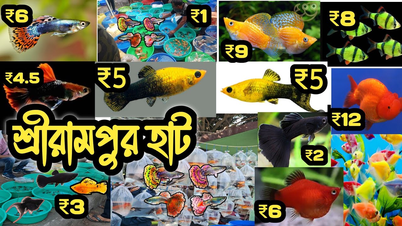 শ্রীরামপুর মাছের হাট/Serampore pet market/Aquarium fish/serampore Hat
