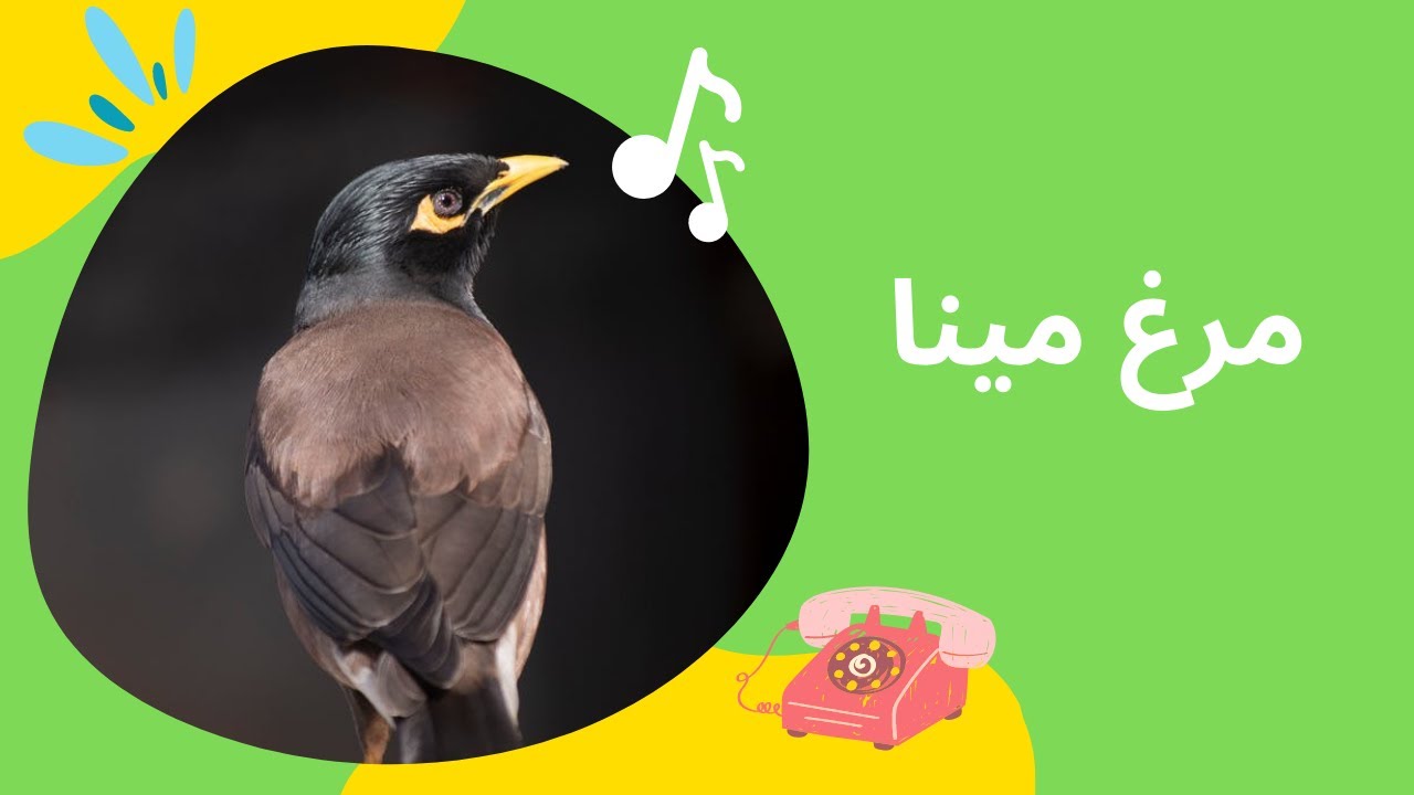 مرغ مینا سخنگو و محبوب انسانهاست - مرغ مینا پرنده ای اجتماعی و پر جنب و جوش است myna bird
