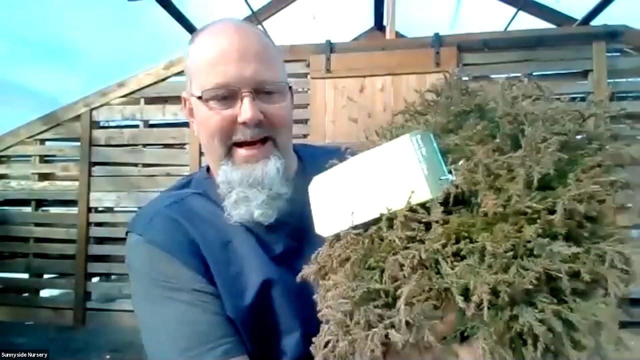 Conifer Kingdom