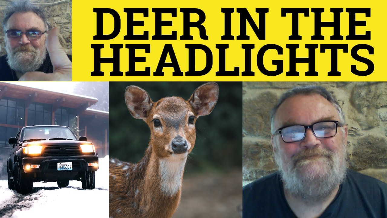 🔵Deer in the Headlights Meaning - Like a Rabbit Caught in the Headlights - Defined Deer in Headlight