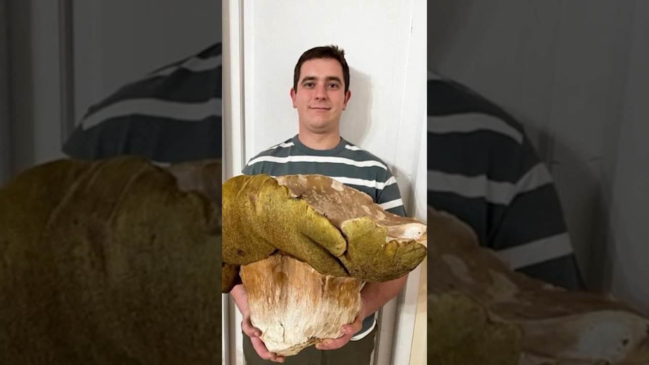 Porcini 4.7 Kg #boletus #funghi #cepes #nature #forest #steinpilze #c&egrave;pes #mushrooms