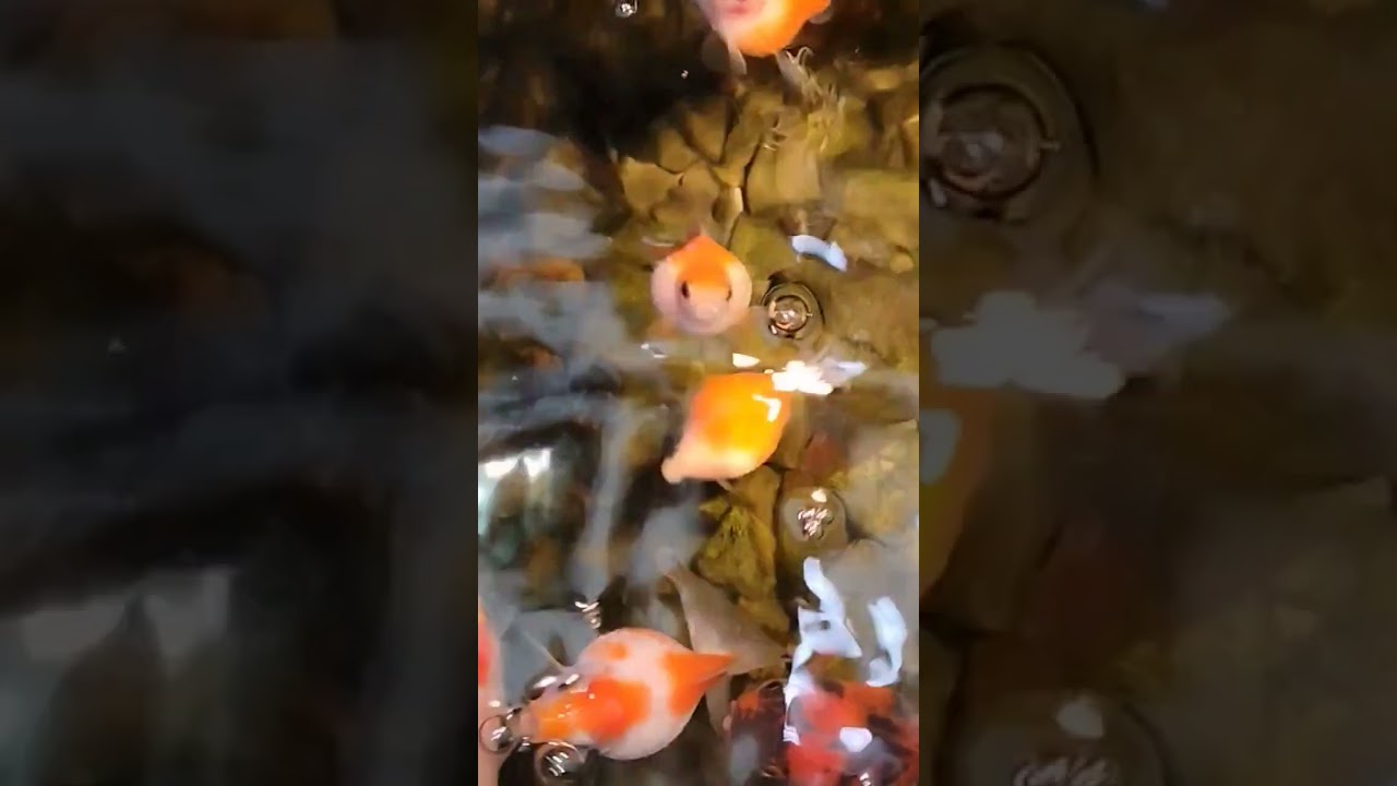 Một ch&uacute;t thư gi&atilde;n #chill #bentre #bentretv #healing