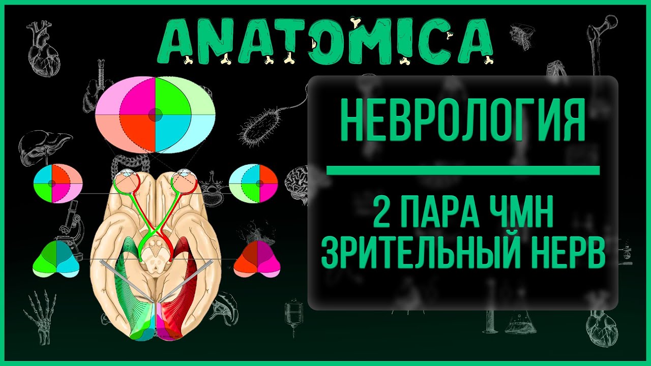Зрительный нерв - 2 пара черепных нервов / Неврология