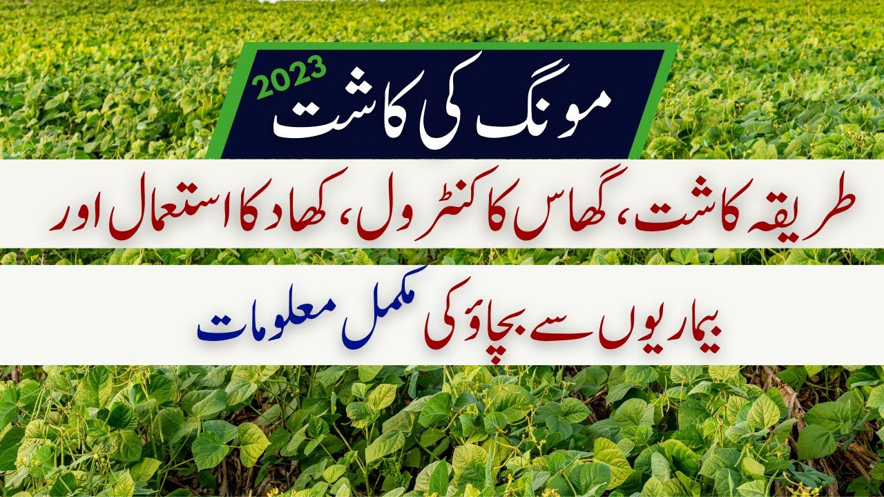 Moong ki Kasht | Mung cultivation, Fertilizer, Irrigation and Pest control Complete Information