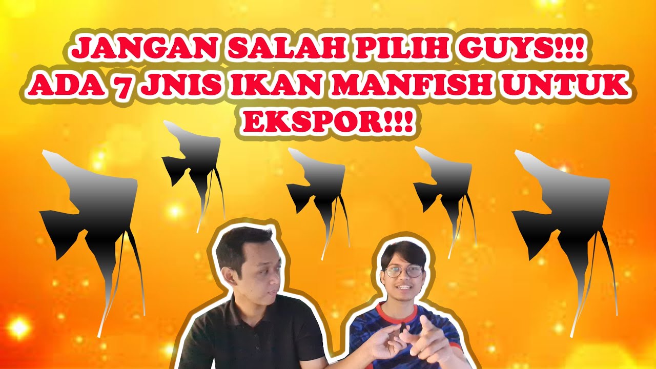 JARANG ADA DI PASARAN!!! 7 IKAN MANFISH ATAU ANGELFISH DENGAN PERMINTAAN UNTUK EKSPOR TERBANYAK!!!