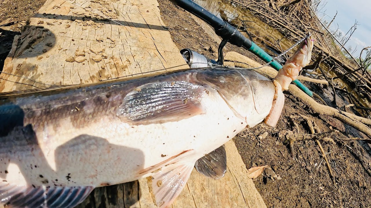 Another Great Strike from a  3Kg Giant Snakehead