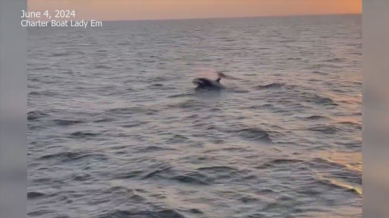 Rare video shows Orca pod swimming south of Destin