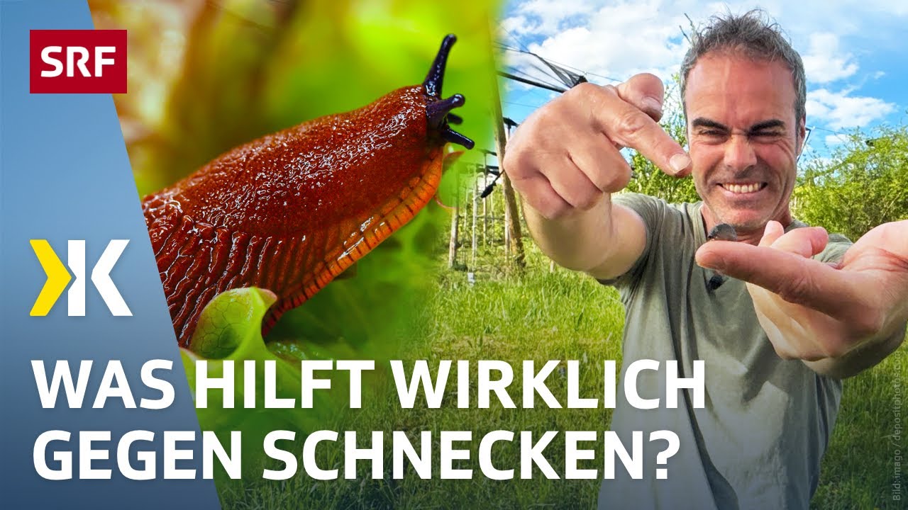 Schneckenabwehr im Garten: Die besten Schutzmethoden im Vergleich | 2025 | Kassensturz | SRF