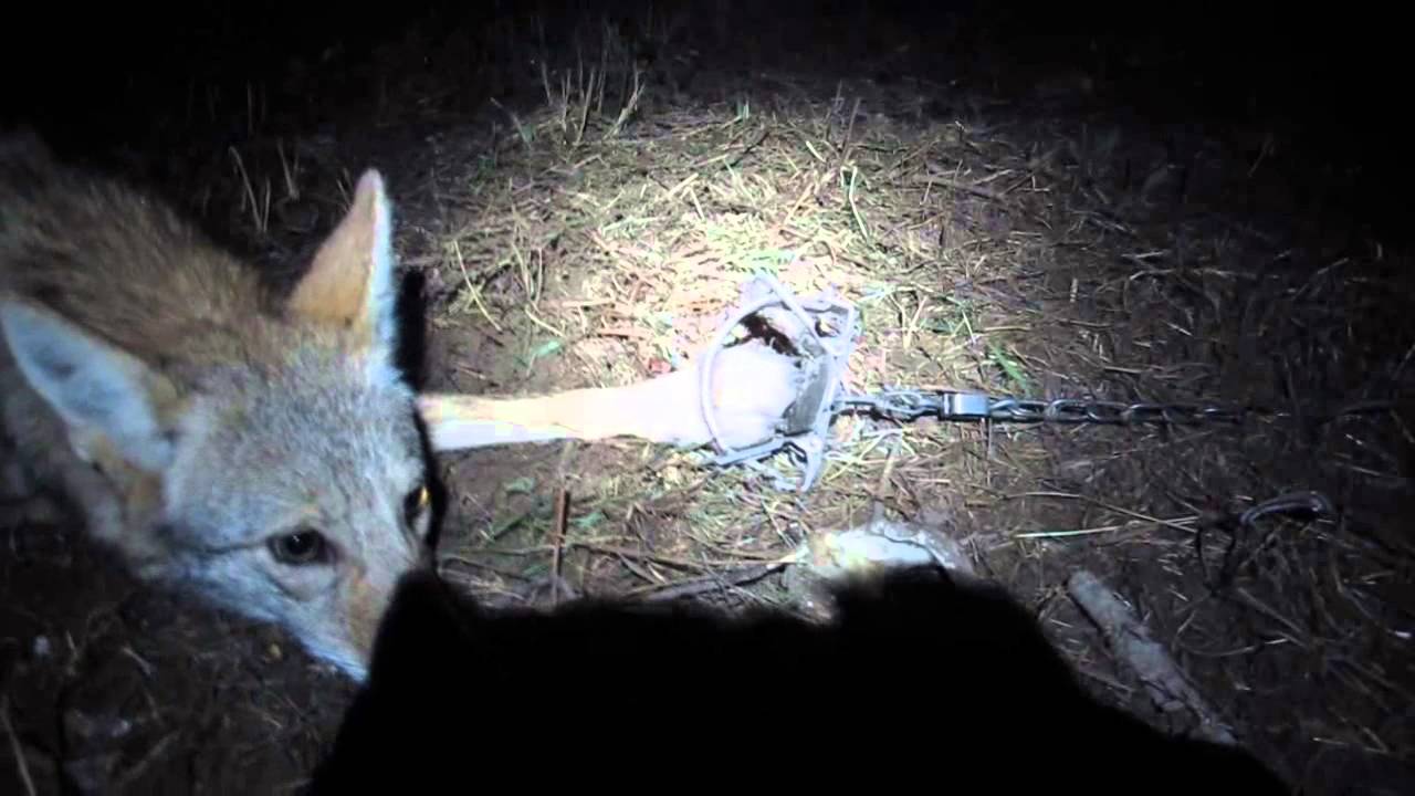 Modern Trapping Series Part 22 Coyote in a Double set Foothold
