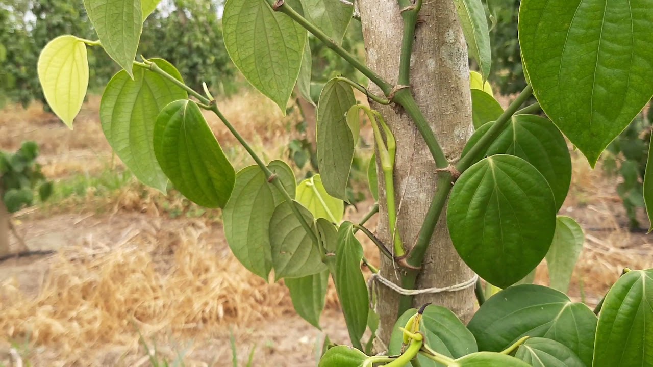 A pimenta já está com um ano