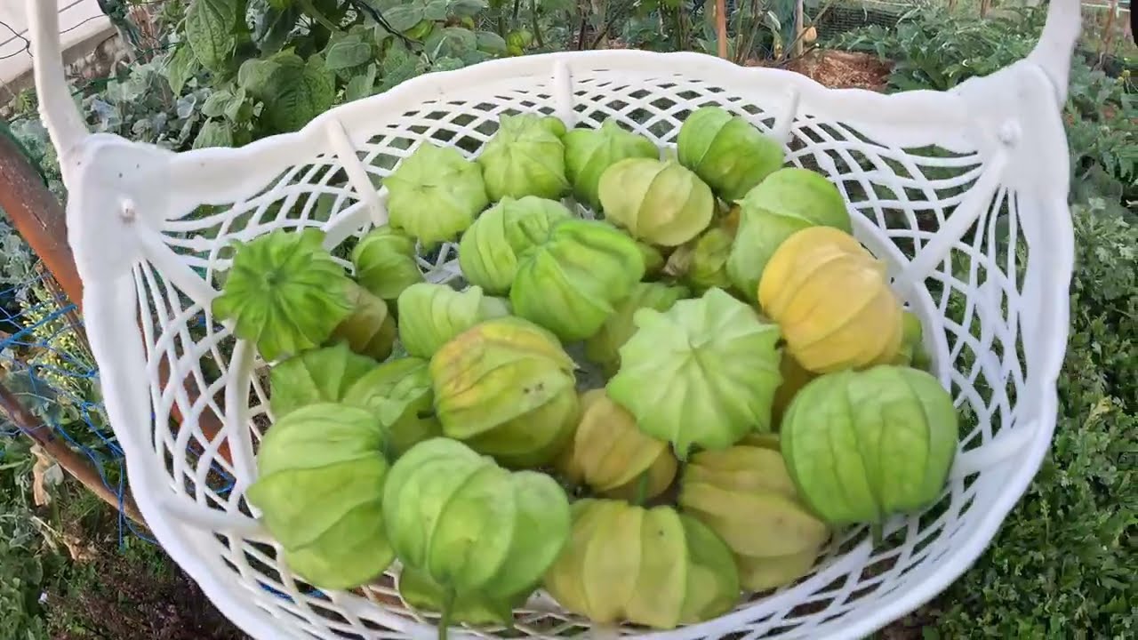 Thu hoạch DÂU TÂY NHẬT và THÙ LÙ NAM MỸ.