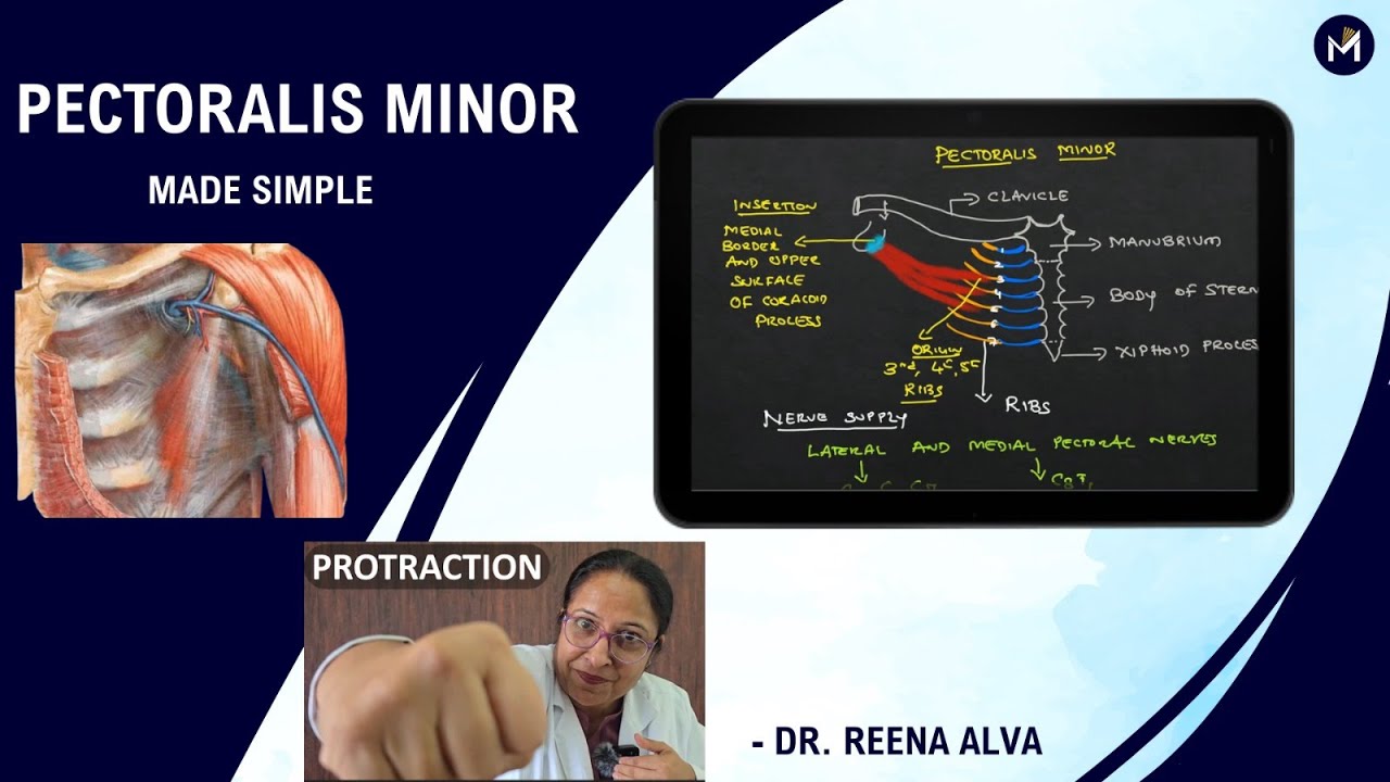 Pectoralis Minor - Made simple