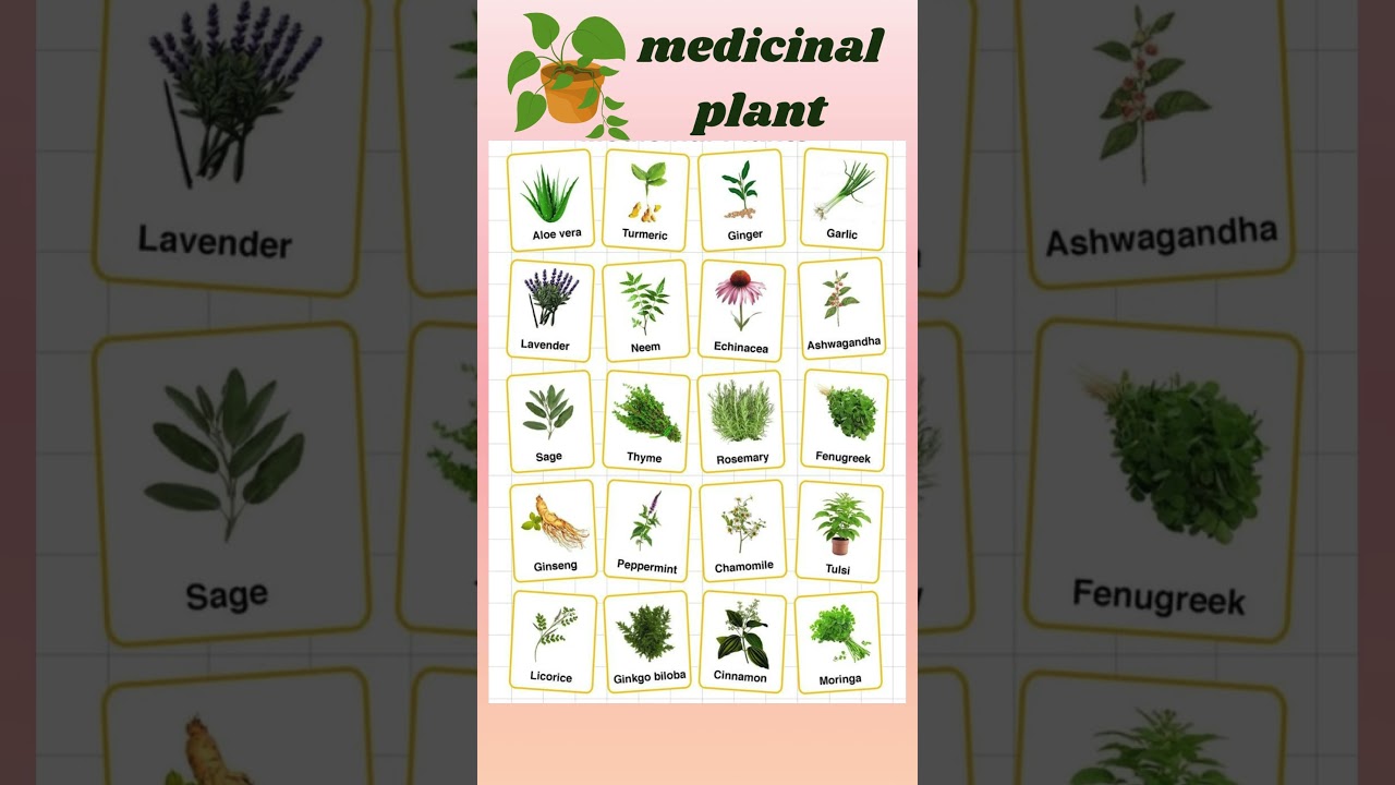 🌿 Medicinal Plants Vocabulary | Learn Names of Healing Plants in English #english #viral #trending
