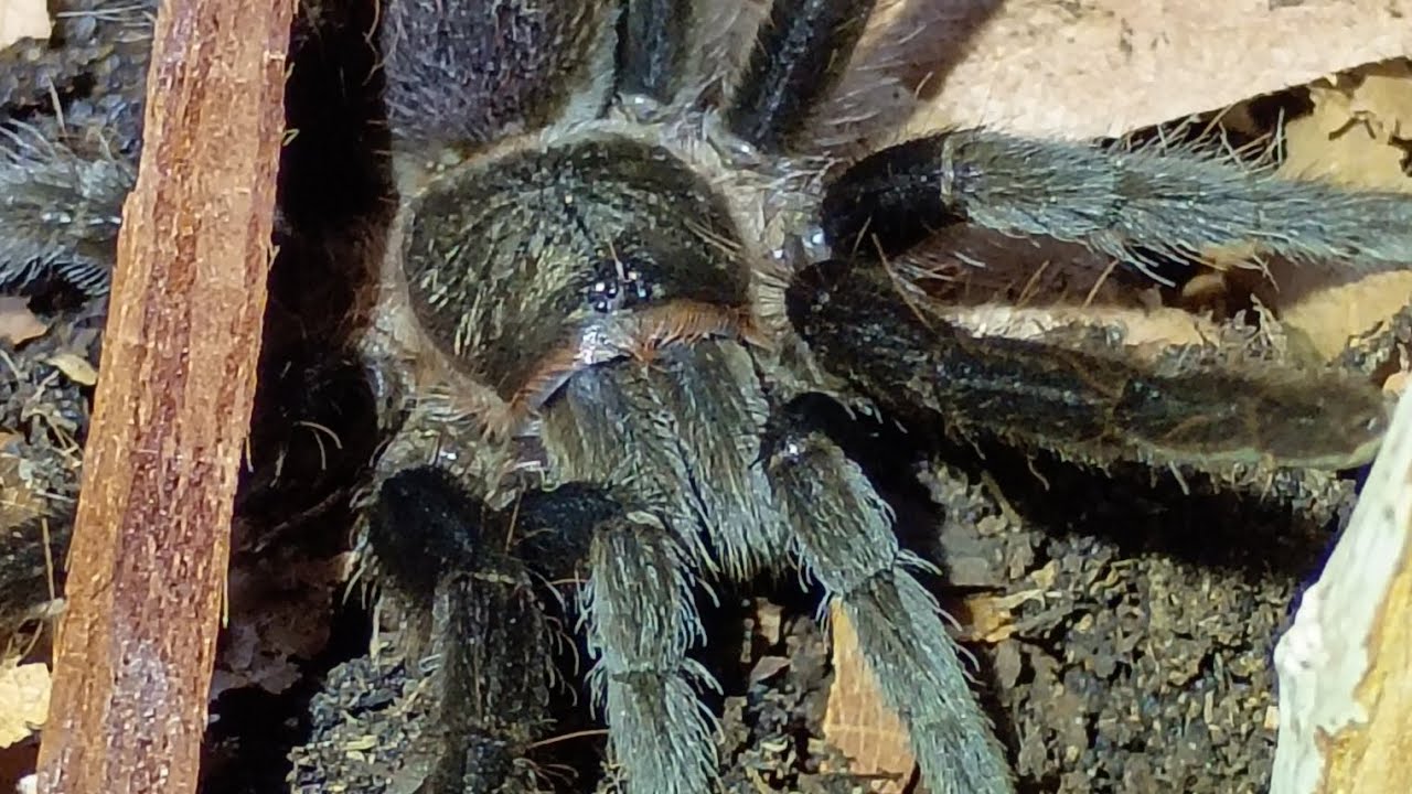 Unpacking and housing my new juvenile Tliltocatl Vagans  @spider_main_tarantulas