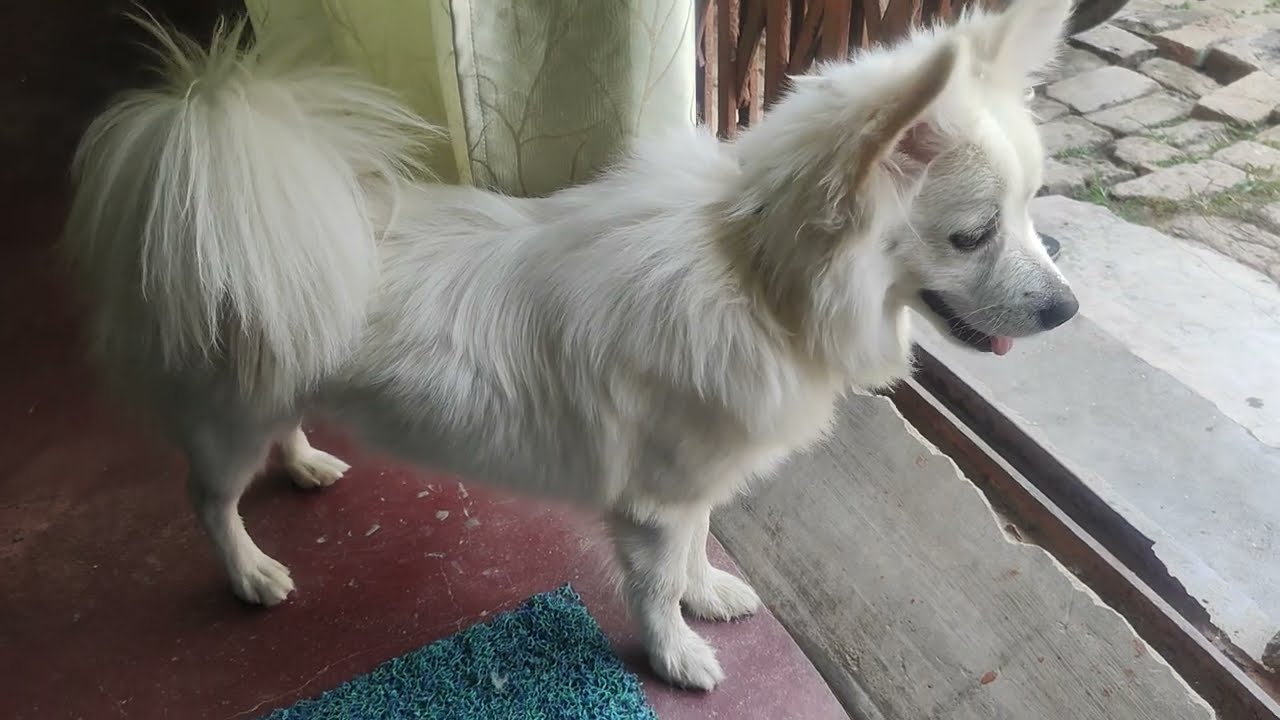 आज लूसी बहुत दिनों के बाद मेरे घर में फिर से आई। #dog #dogshorts #pets  #animals