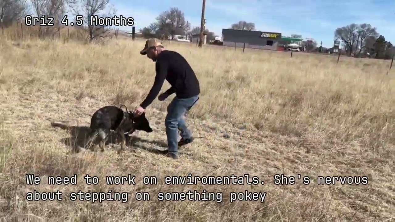 Griz doing a simulation of BH heeling