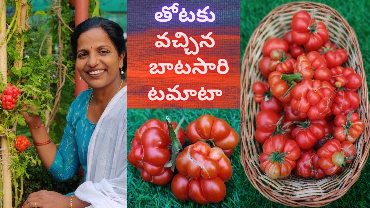 మిద్దెతోటలో బాటసారి టమాటా🍅Rare Variety Reisetomate/Traveler Tomato Harvest 🍒Zoodles🥑🍜 Saileela Vlogs