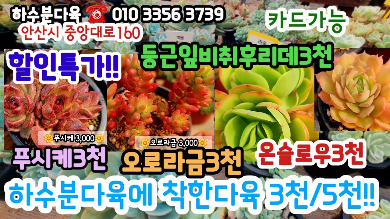 하수분다육에 착한3천다육/특가다육/묵둥군생들 #초보다육 #다육쇼핑