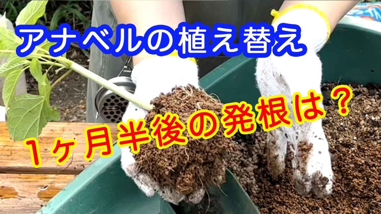 【アナベルの植え替え】【園芸】【ガーデニング】【初心者】【アナベル】