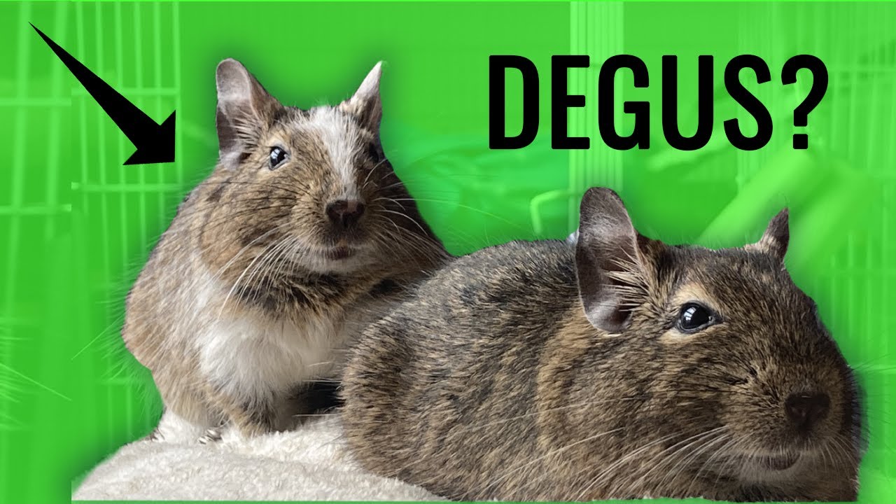My Pet Degu Ash just being a degu