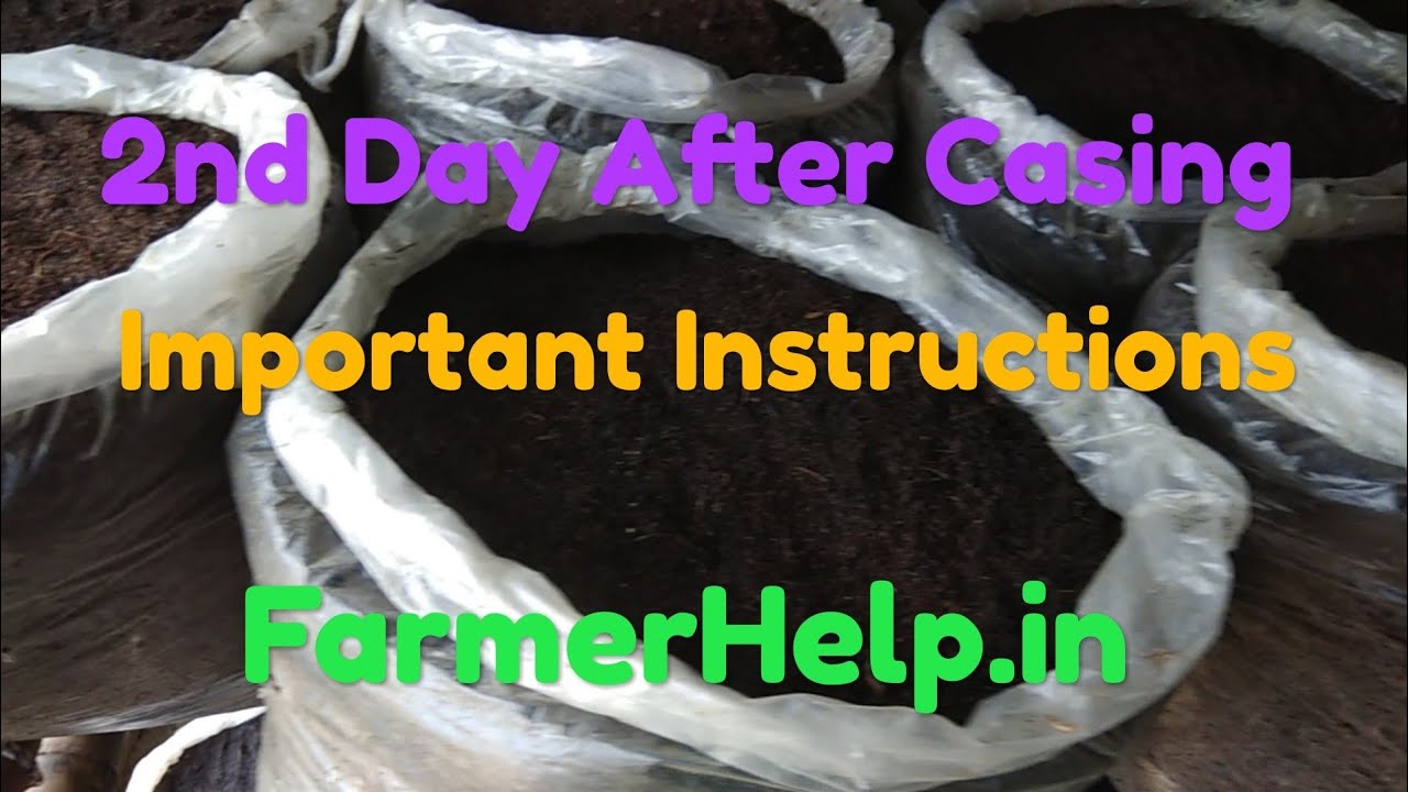 Button Mushroom Cultivation : Casing करने के बाद ध्यान देने यौग्य बातें | Instructions After Casing